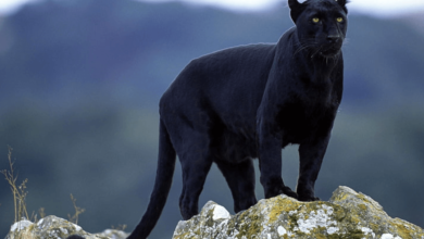 Wallpaper:78sbggg8e24= Black Panther Animal