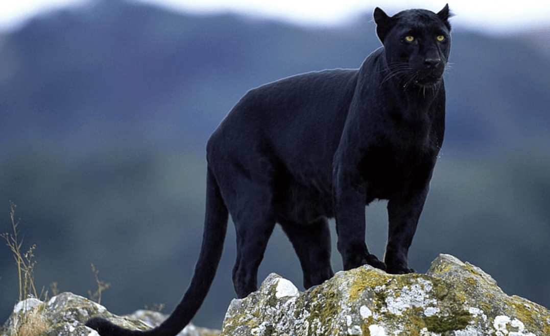 Wallpaper:78sbggg8e24= Black Panther Animal