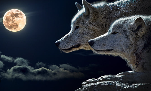 Wallpaper:8xsof43zhre= Moon:1fgcv1egh8u= Wolf
