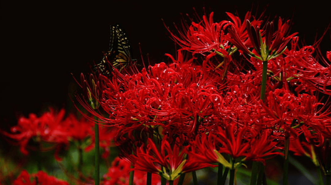 Wallpaper:2lw3ckz5rh4= Spider Lily