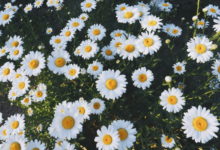 Wallpaper:10xwlr89vyg= Daisy Flower